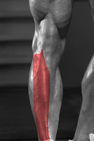 Posterior de Coxa